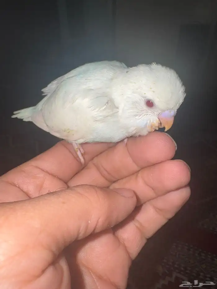 9فروخ بابدجي وهوقو ودرده ووردتين الاحساء المبرز 0