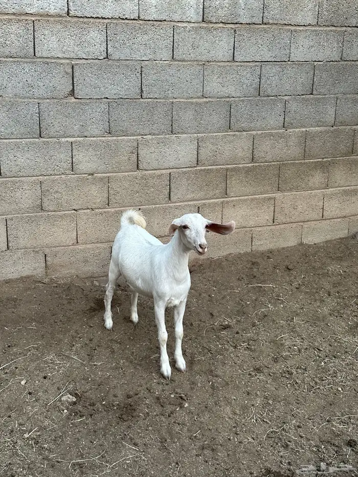 عناق فل شحم او مقنى 0