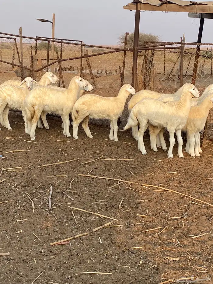 رخال صنف 3