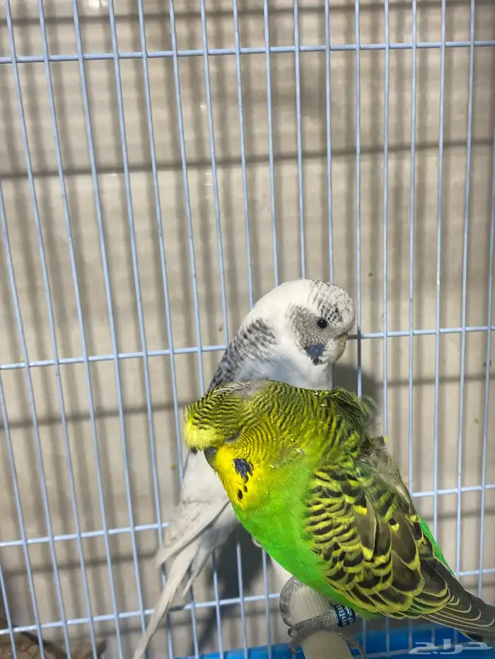 طيور البادجي 2