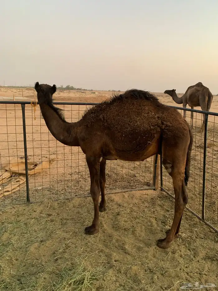 حاشي لباني 1