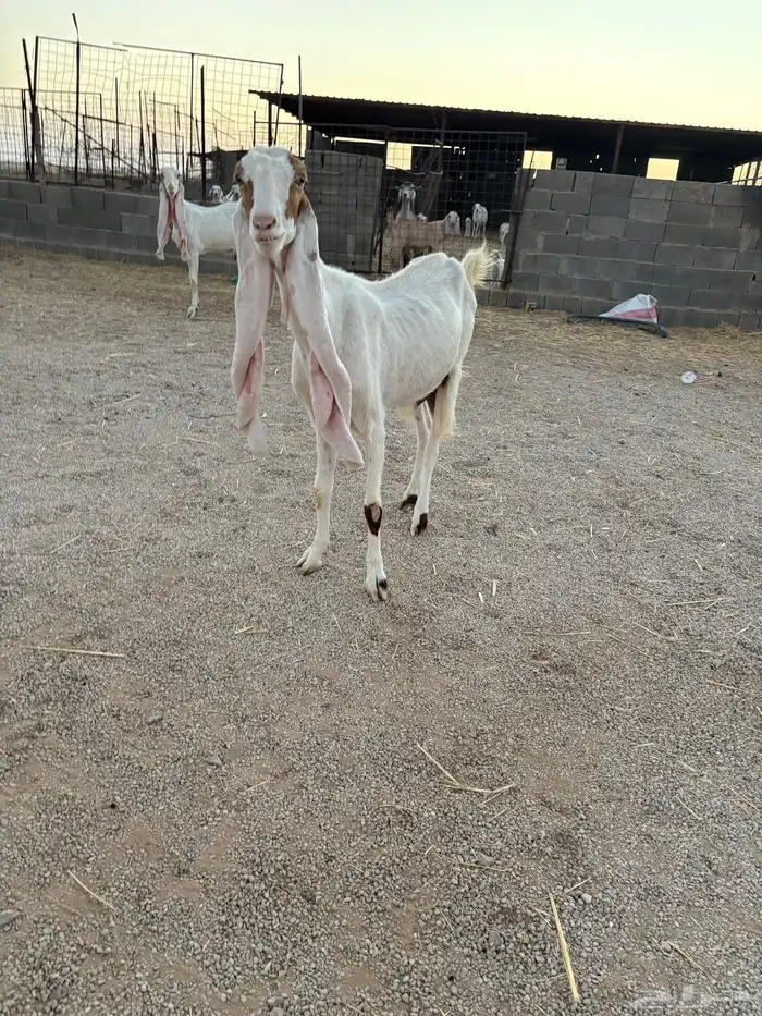 للبيع معزاء هولنديه 3