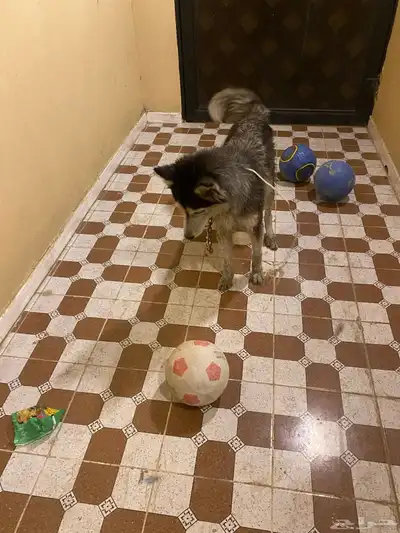 هاكسي مدرب index