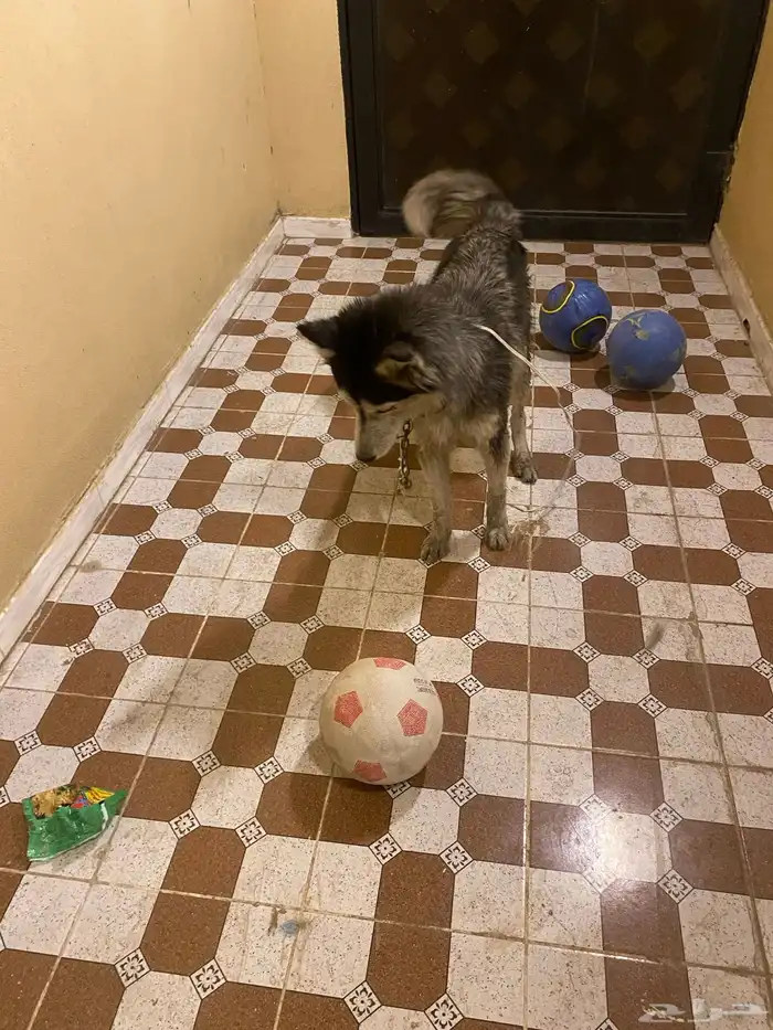 هاكسي مدرب 3