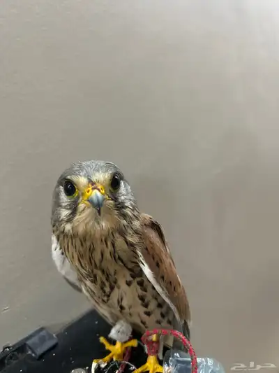 باشق للبيع مدرب50 100الحد70 index