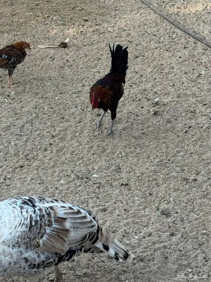 عدد 20 ديك للبيع تفريد وجمله 2