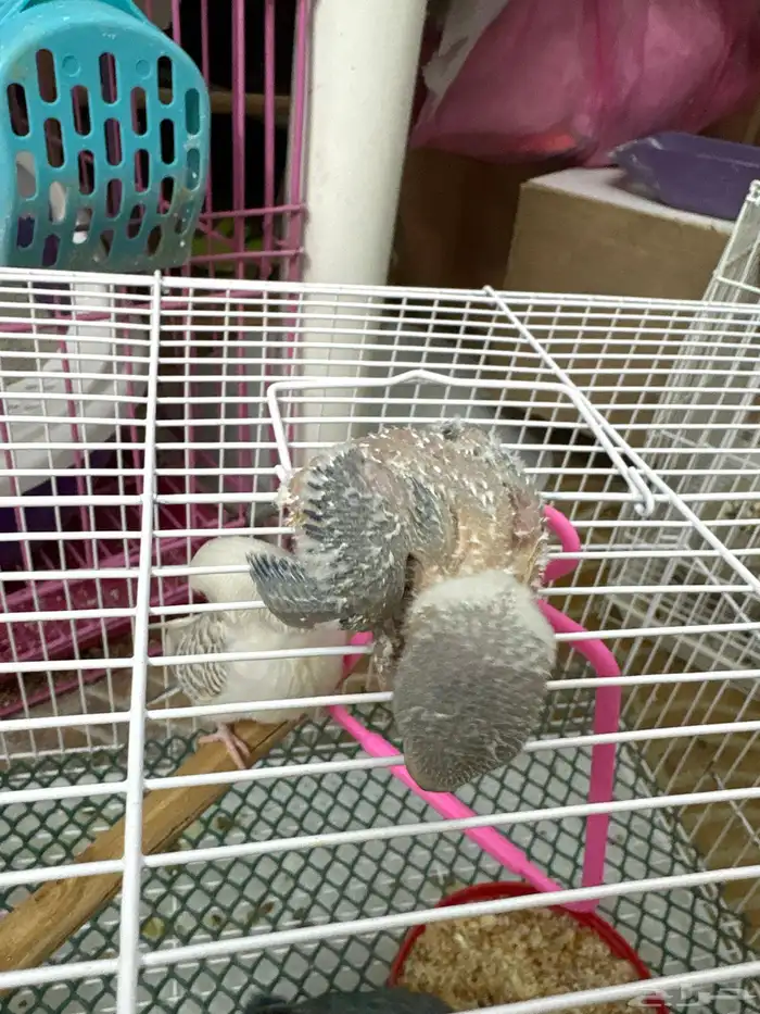 فروخ تحت الغر 5