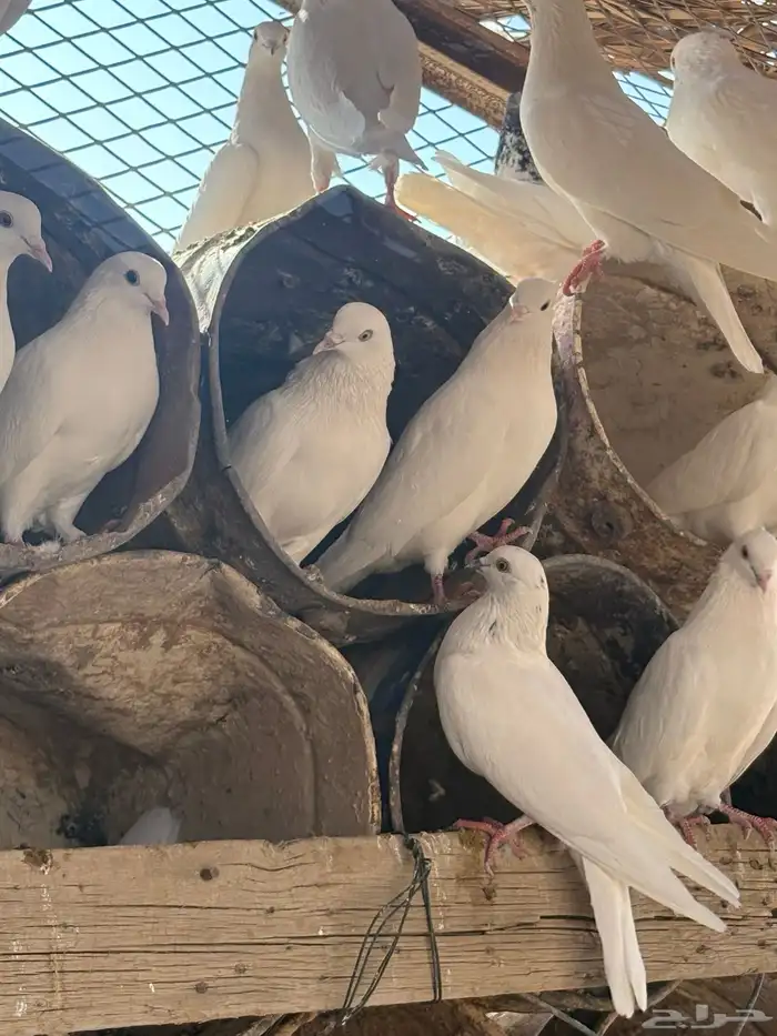 عشه هنديات من نوع الوحشيات حلوات 9