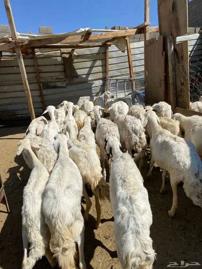 24 شاه غنم مسراح 9