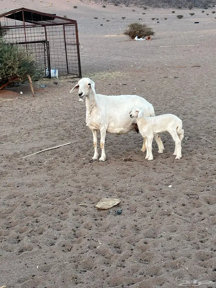 حريه والد روم معها رخل الموقع الحناكيه 0