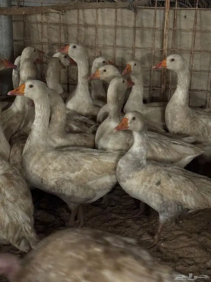 وز للبيع الموقع بريده 0