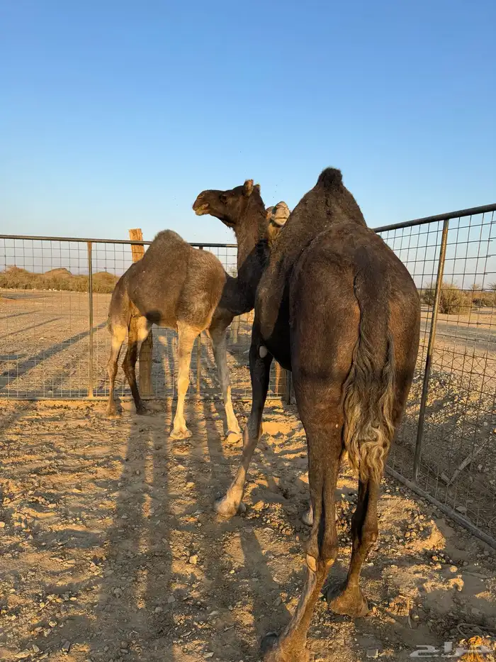 نياق خوات بعض ولايف 4