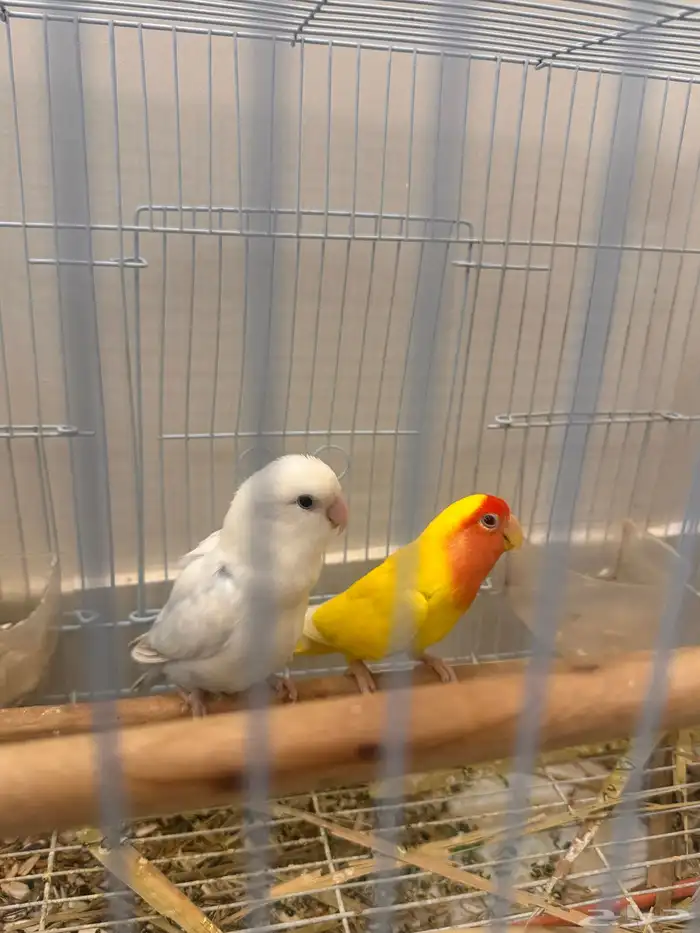 زوج كروان للبيع مع بيضه ( وطيور للبيع بعد 4