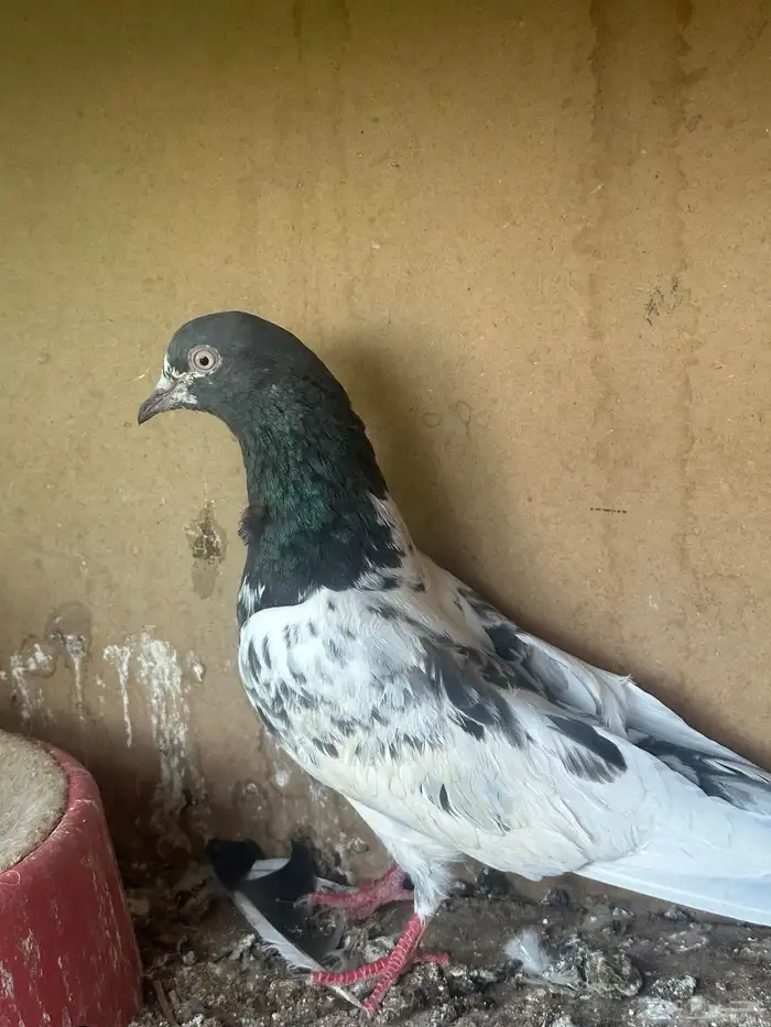 حمام للبيع 13