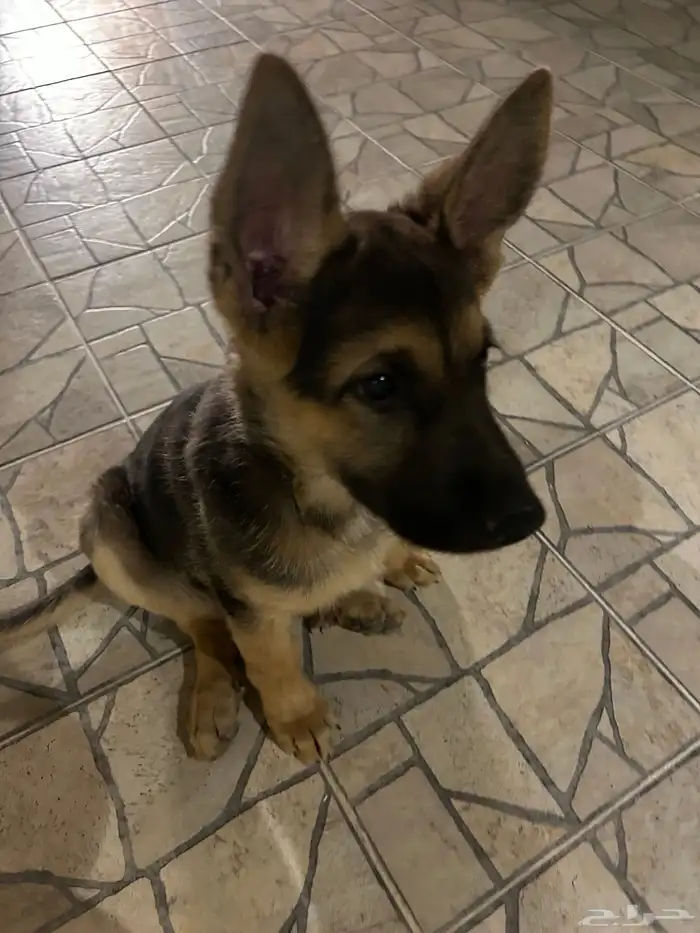 كلب جيرمن صغير 2