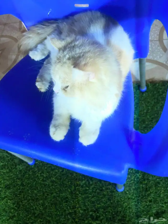 قط اليف للبيع 1