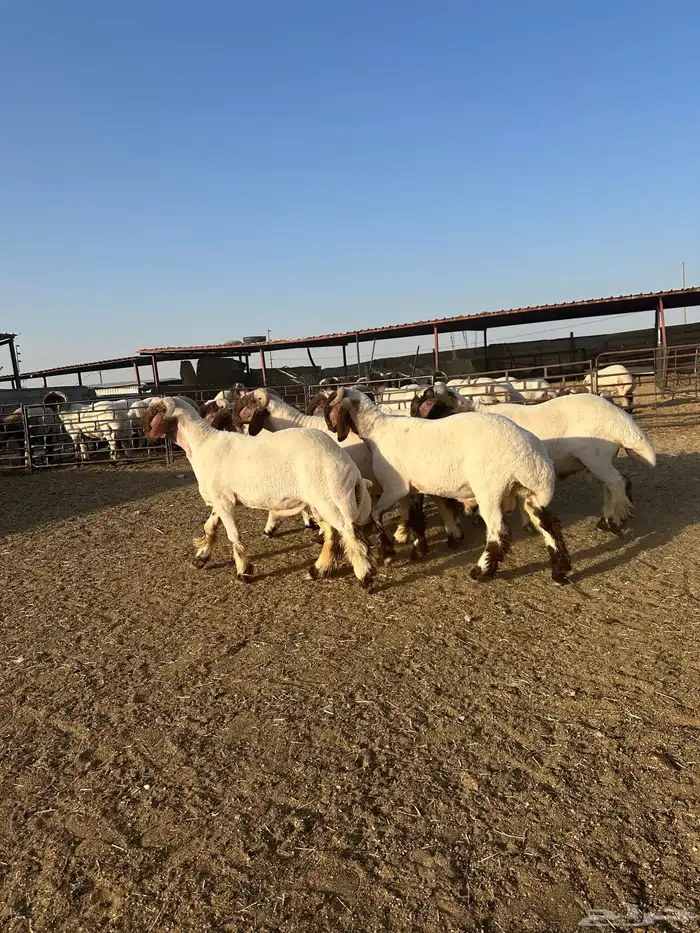 جذعان أنعينم صنف اللبييع 8