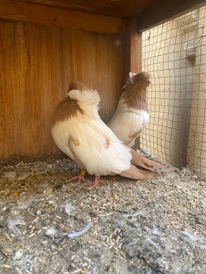 جوز سوداني 1