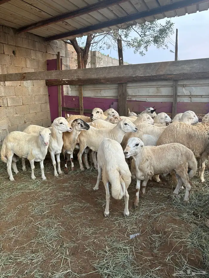 ذبايح بلدي وحر ي للبيع 2