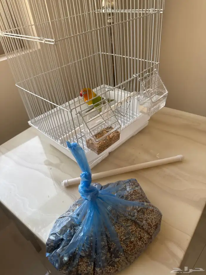 طير روز مع القفص 4