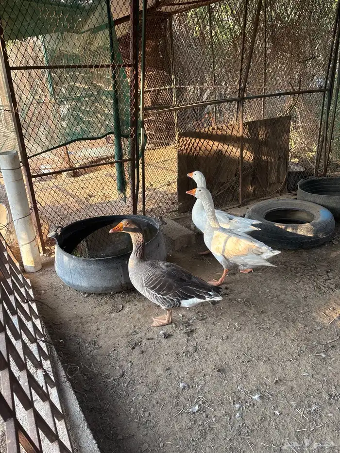 وز ذكر و انثتين 10