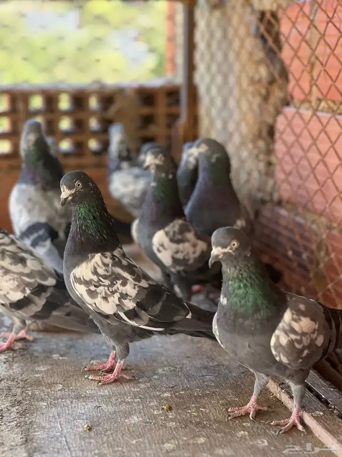 حمام بكستاني شينا(تم البيع ) 9