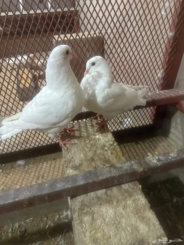 حمام كنق ابيض بعياله حمام كنق بني بعياله 1