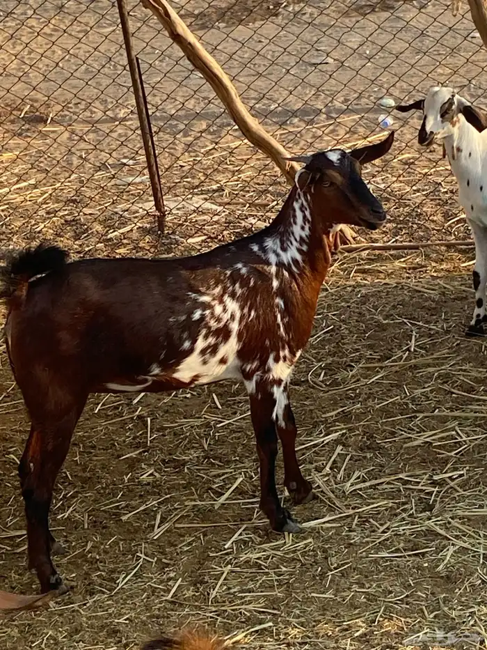 جفير مقنى او ذبح 1