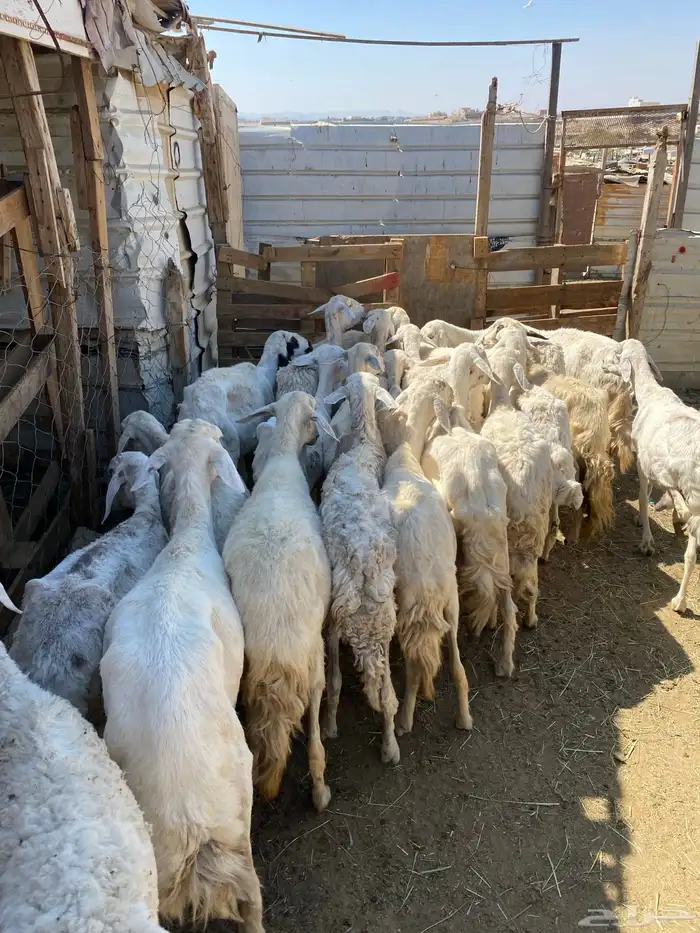 24 شاه غنم مسراح 11