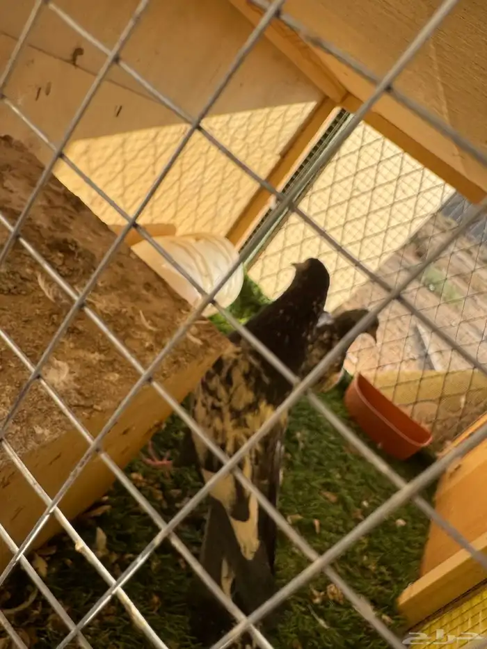 حمام باكستاني مستوى طيب 5