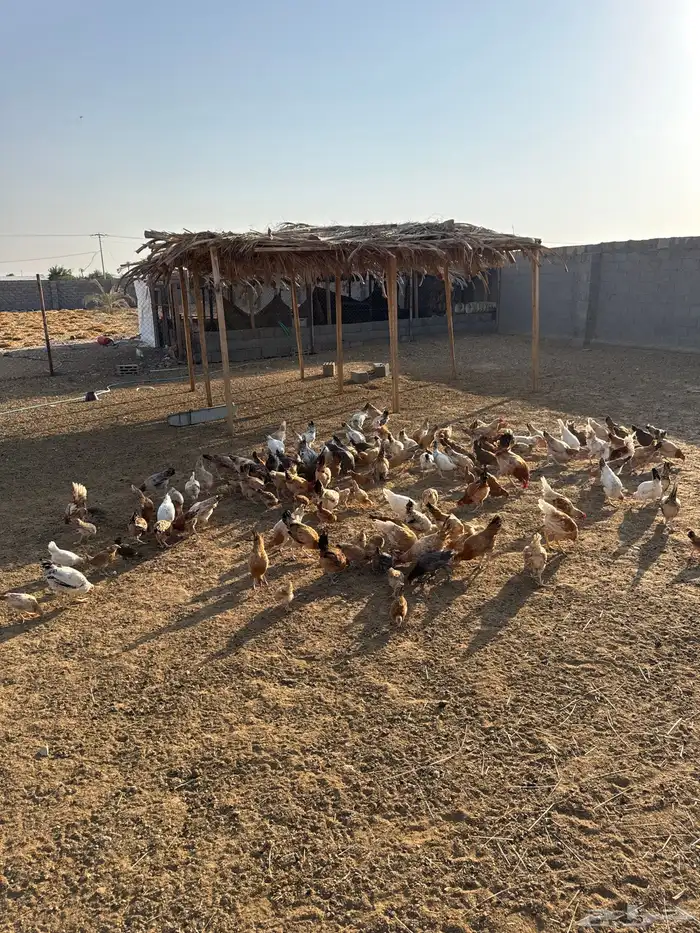 صوص بلدي للبيع 0