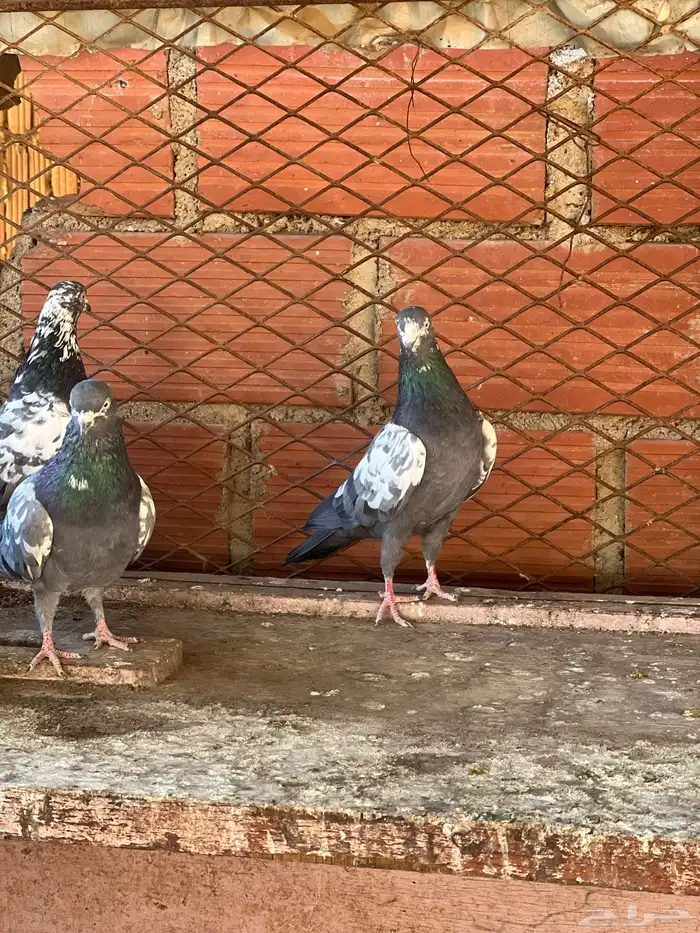 حمام بكستاني شينا(تم البيع ) 6