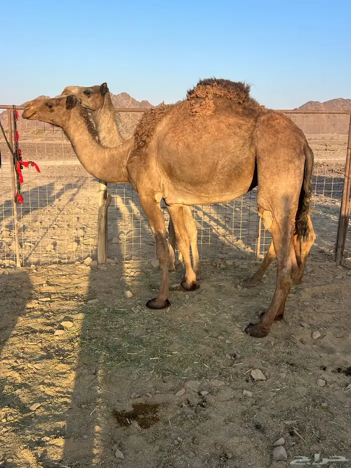 لقحه بكر عبدانيه ب 8800 تم البيع 10