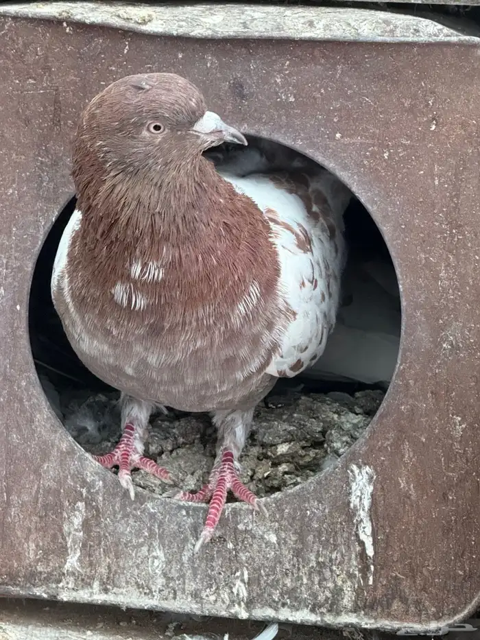 حمام للبيع 12