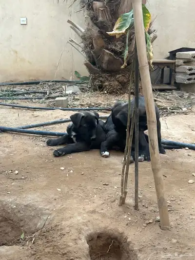 جرو بيتبول index