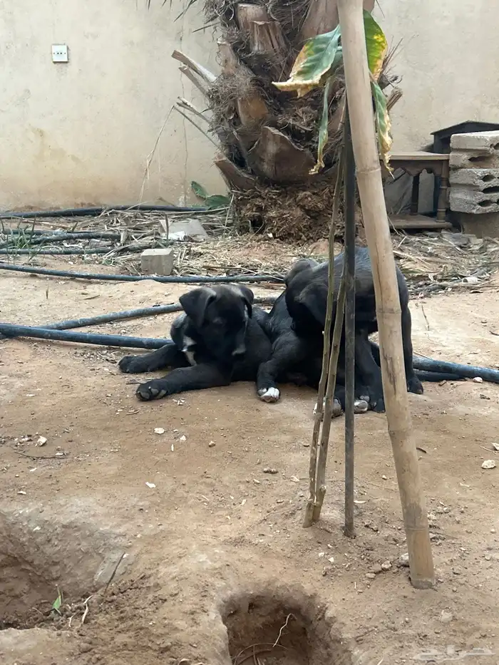 جرو بيتبول 0