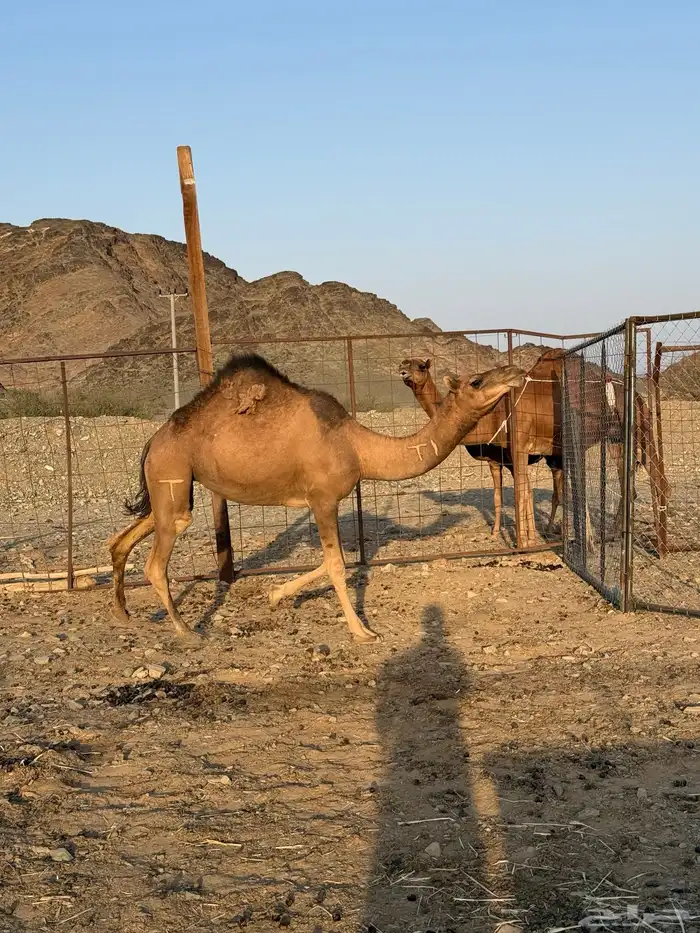 بكرة حمرا لقية 8