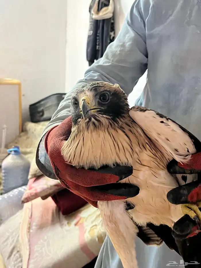 أهل الخبرة وش نوع هذا الطير 1