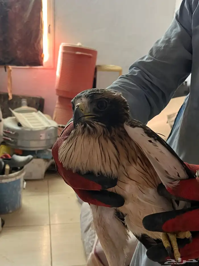 أهل الخبرة وش نوع هذا الطير 2