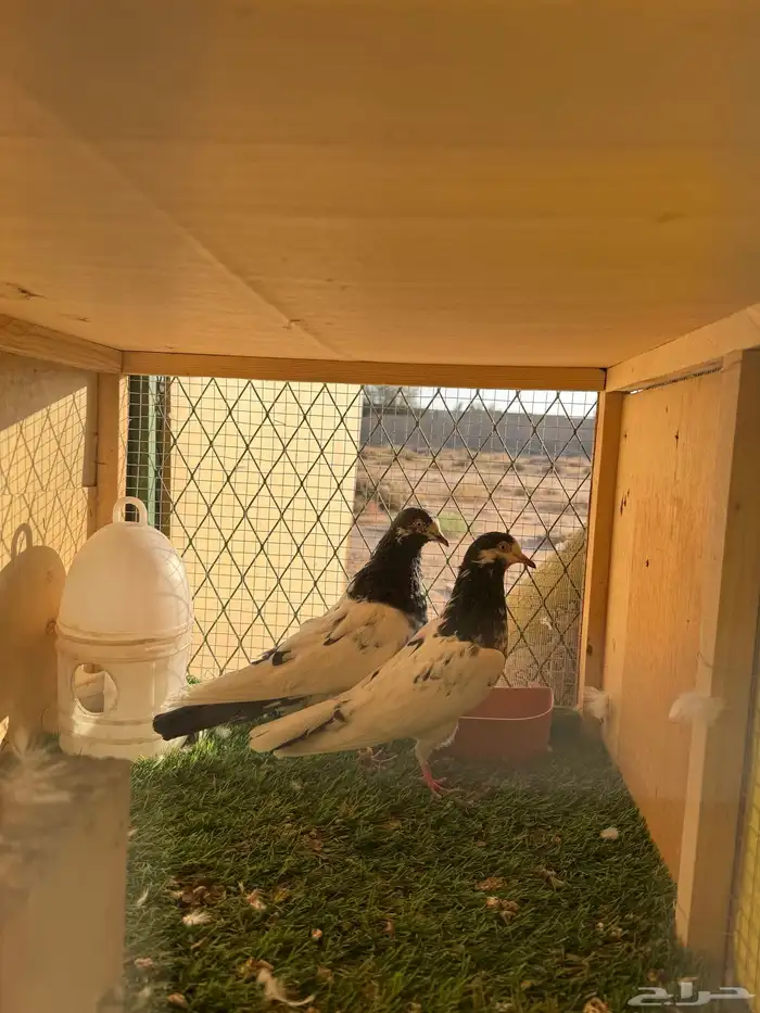 حمام باكستاني مستوى طيب 0