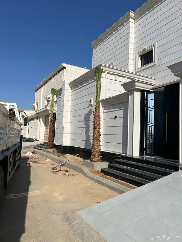 نخل زينه واشنطني ونخل عربي مثمر 4