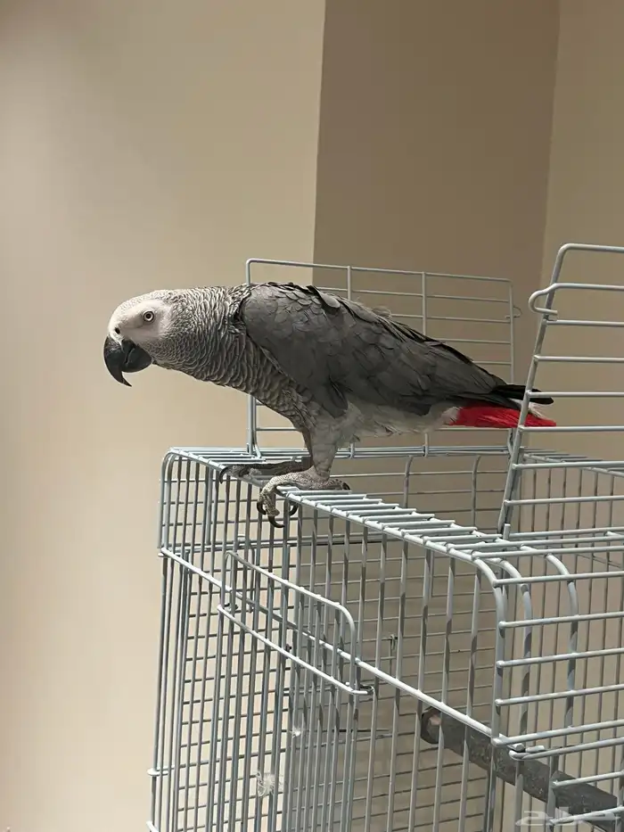 طير كاسكو حجم جانبو انتاج جنرال مكه 2020 3