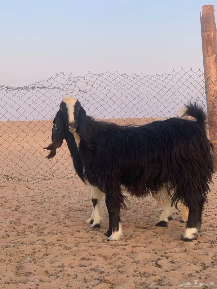 معزاء مصريات دفيع وليد حليب 11