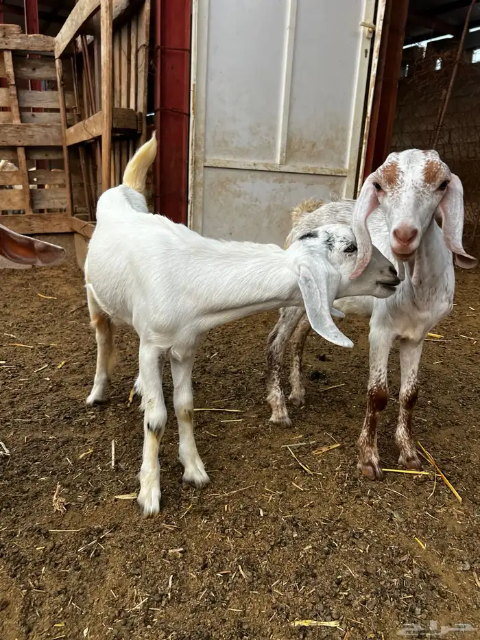 جفار وتيس للبيع 3