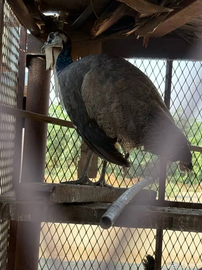 انثى طاووس 1