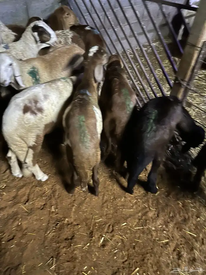 سواكن عدد 17 58