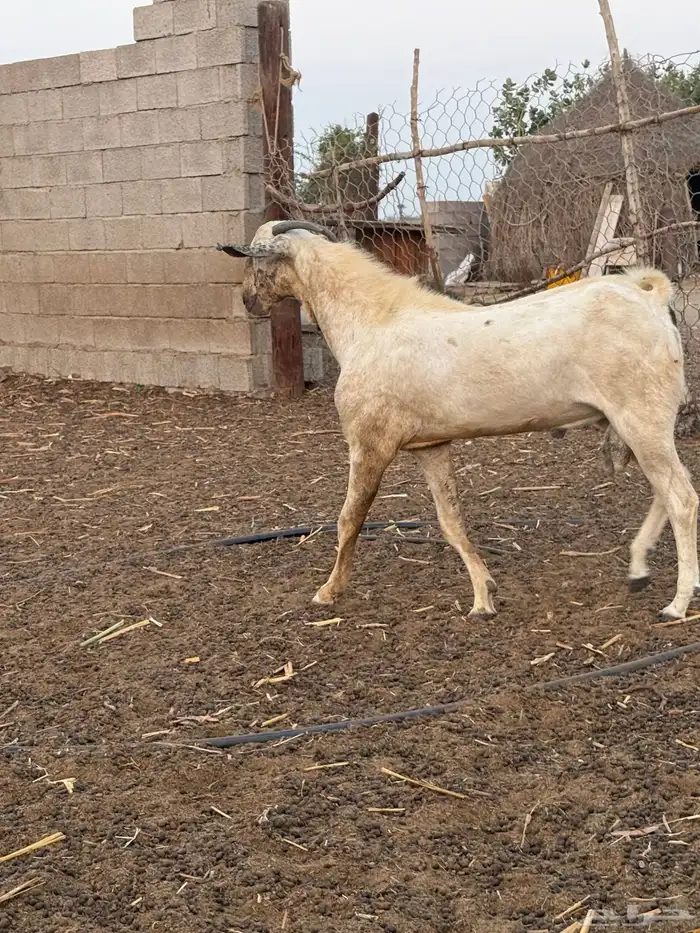 فحل بيشي اعفر 1