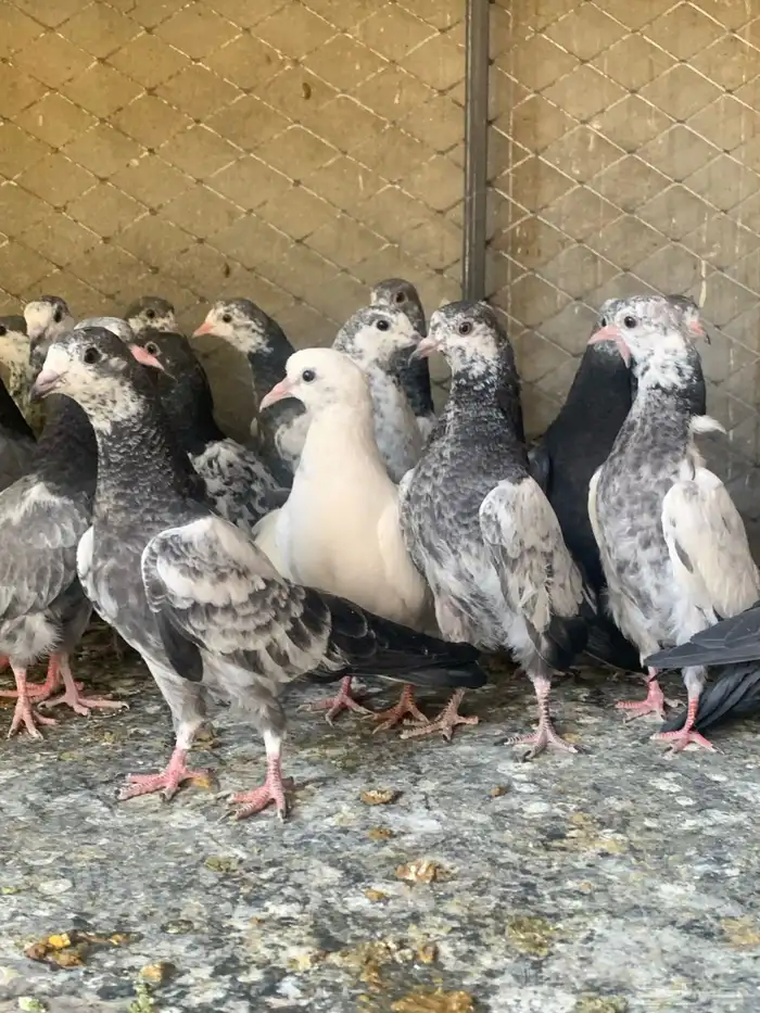 طبات حمام باكستاني طيار ( تم البيع ) 5