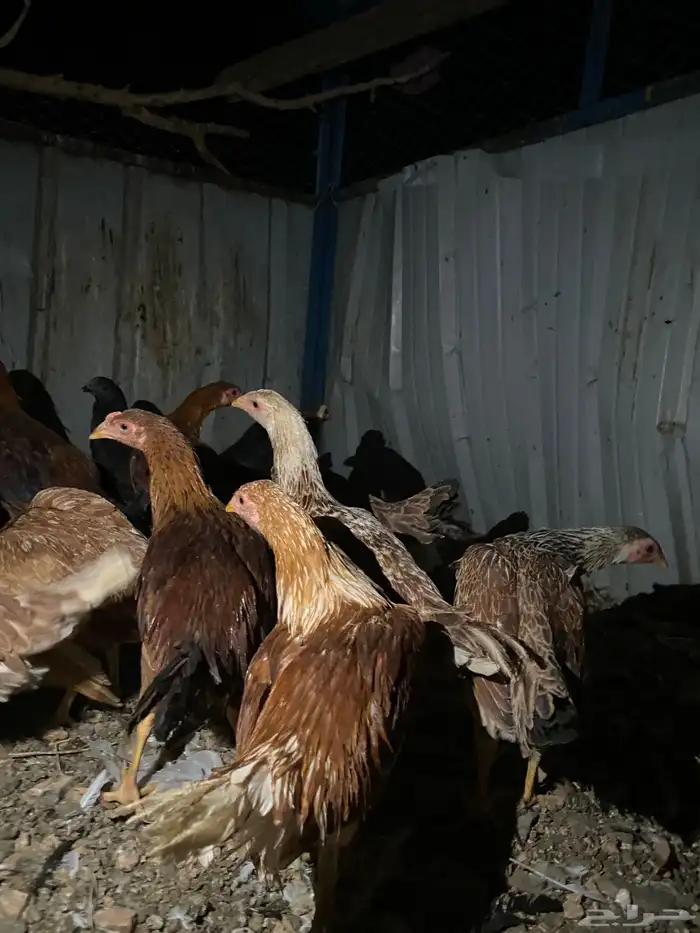 تم البيع الله يبارك 2