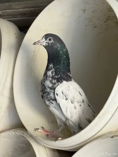 للبيع جوز تيدي طيار توه مكمل index